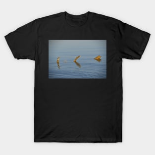 Driftwood reflections T-Shirt